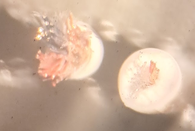 Hochwertiges und billiges Kabel